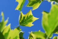 Liriodendron tulipifera (Liliovník tulipánokvětý 'Aureomarginatum')