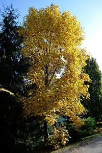 Liriodendron tulipifera (Liliovník tulipánokvětý 'Aureomarginatum' - podzimní habitus)