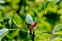 Liriodendron tulipifera (Liliovník tulipánokvětý 'Aureomarginatum')