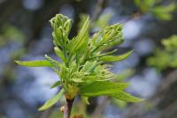 Castanea sativa (Kaštanovník jedlý 'Asplenifolia')