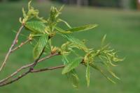 Castanea sativa (Kaštanovník jedlý 'Asplenifolia' - jarní výhonky)