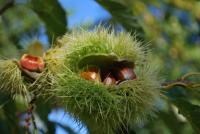 Castanea sativa (Kaštanovník jedlý 'Asplenifolia')