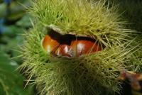 Castanea sativa (Kaštanovník jedlý 'Asplenifolia')