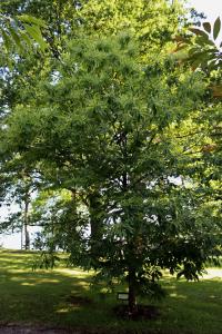 Castanea sativa (Kaštanovník jedlý 'Asplenifolia' - kvetoucí habitus)