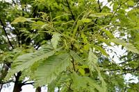 Castanea sativa (Kaštanovník jedlý 'Asplenifolia')