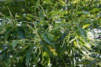 Castanea sativa (Kaštanovník jedlý 'Asplenifolia')