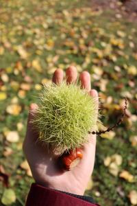 Castanea sativa (Kaštanovník jedlý 'Asplenifolia')