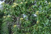 Castanea sativa (Kaštanovník jedlý 'Asplenifolia')