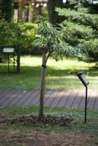 Castanea sativa (Kaštanovník jedlý 'Luteo Variegata')