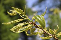 Castanea sativa (Kaštanovník jedlý 'Luteo Variegata' - jarní listy)
