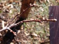 Castanea sativa (Kaštanovník jedlý 'Luteo Variegata')