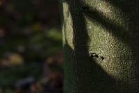 Castanea sativa (Kaštanovník jedlý 'Variegata')