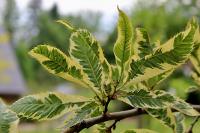 Castanea sativa (Kaštanovník jedlý 'Variegata')