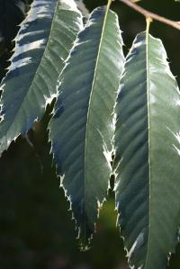 Castanea sativa (Kaštanovník jedlý 'Variegata')