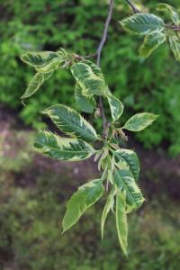 Castanea sativa (Kaštanovník jedlý 'Variegata' - jarní listy)