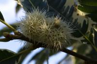 Castanea sativa (Kaštanovník jedlý 'Variegata')
