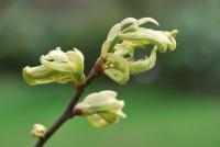 Castanea sativa (Kaštanovník jedlý 'Variegata')