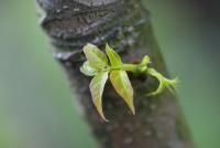 Toona sinensis (Česnekovník čínský - jarní listy)