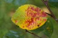 Crataegus crus-galli (Hloh kuří noha - podzimní list)