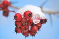 Crataegus crus-galli (Hloh kuří noha)