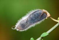 Cytisus multiflorus (Čilimník mnohokvětý)