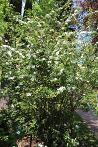 Rosa omeiensis (Růže omejská 'Pteracantha' - kvetoucí habitus)