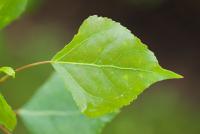 Populus nigra (Topol černý 'Italica')