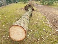 Pinus pungens (Borovice pichlavá)