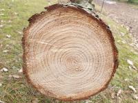 Pinus pungens (Borovice pichlavá)