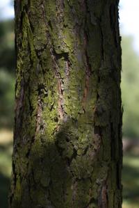 Pinus pungens (Borovice pichlavá)