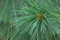 Pinus pungens (Borovice pichlavá)