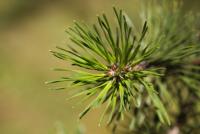Pinus pungens (Borovice pichlavá)