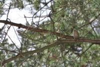 Pinus pungens (Borovice pichlavá)