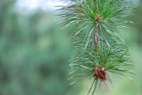 Pinus pungens (Borovice pichlavá)