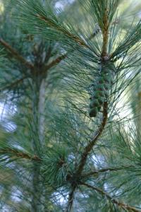 Pinus thunbergii (Borovice Thunbergova)