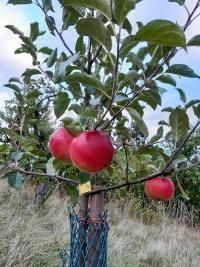 Malus domestica (Jabloň domácí 'Prima')