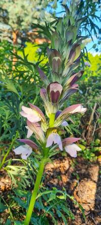 Acanthus (Paznehtník)