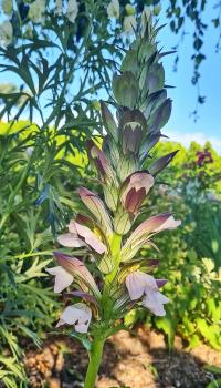 Acanthus (Paznehtník)