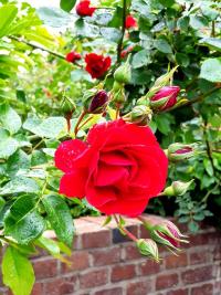 Rosa (Růže)
