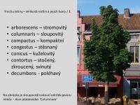 Velikosti rostlin a tvary 1