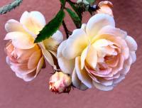 Rosa (Růže 'Ghislaine de Féligonde' - Pnoucí růže)