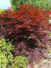 Acer (Javor)