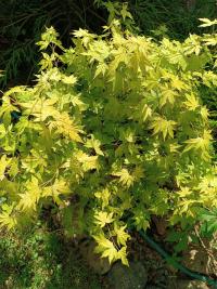 Acer (Javor)