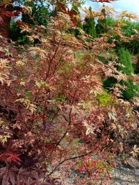 Acer (Javor)