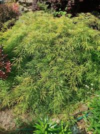 Acer (Javor)