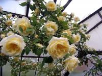 Rosa (Růže 'Maréchal Niel' - Historické růže)