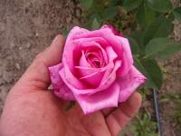 Rosa (Růže 'Mrs John Laing')