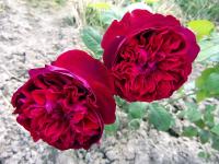 Rosa (Růže 'William Shakespeare 2000' - Anglické růže)