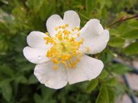 Rosa arvensis (Růže rolní)