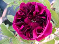 Rosa x centifolia (Růže stolistá 'Deuil de Paul Fontaine')